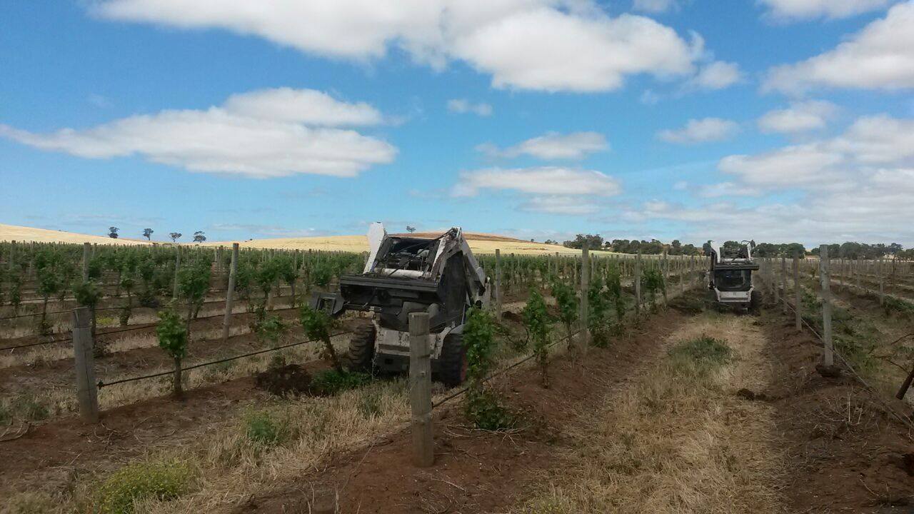 Trellis Posts Vine Sight